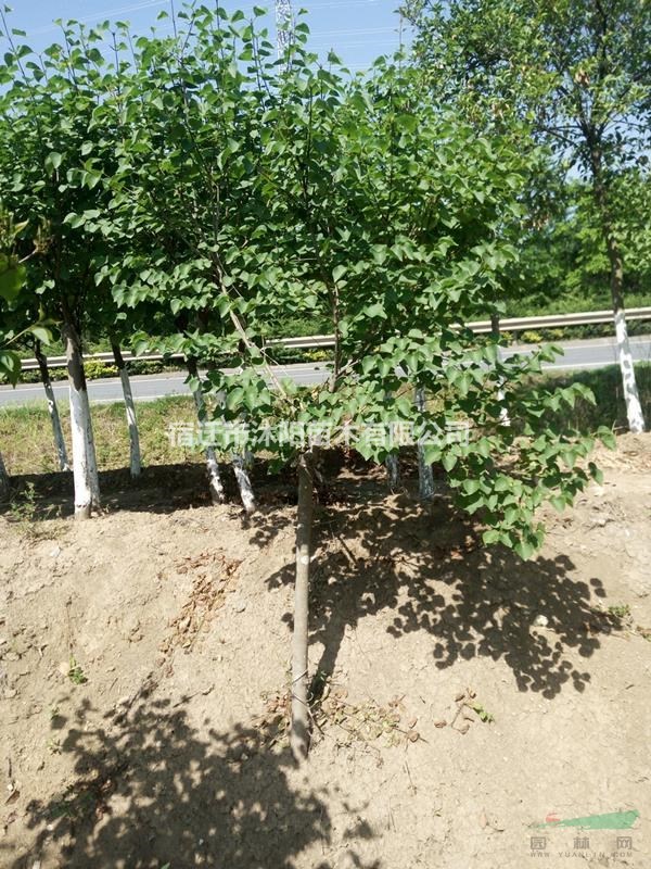 大量供應紫丁香 紫丁香基地