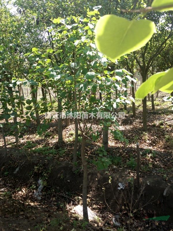 大量供應紫丁香 紫丁香基地