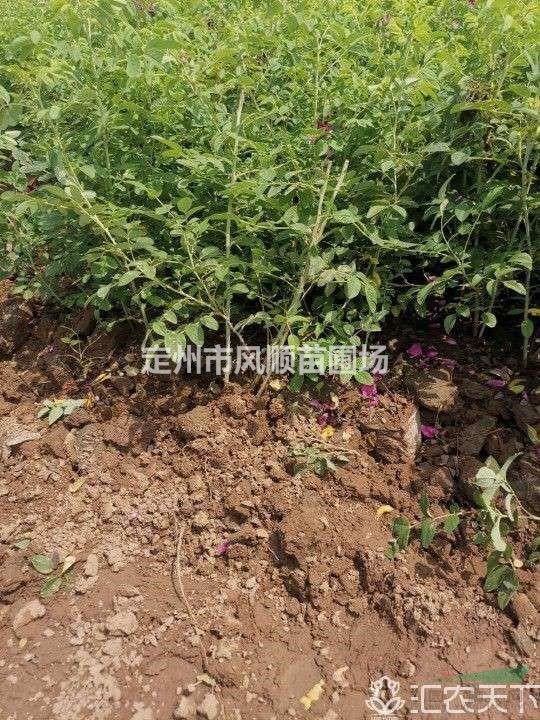 河北玫瑰 四季玫瑰價格 玫瑰基地