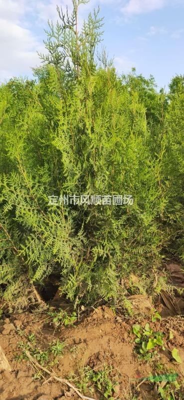 河北側(cè)柏 側(cè)柏價格 側(cè)柏基地 側(cè)柏廠家