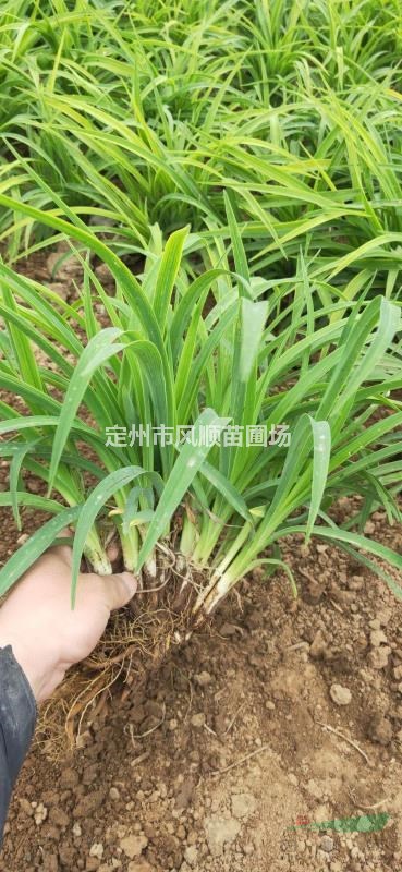 河北金娃娃萱草 金娃娃萱草價格 萱草基地