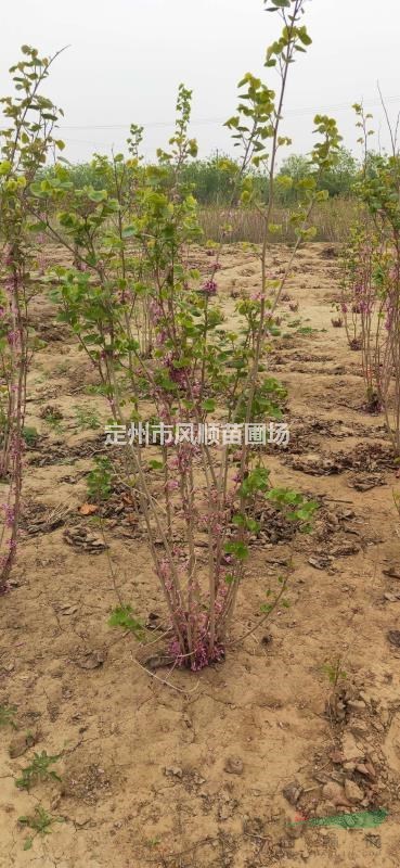 河北紫荊 叢生紫荊 紫荊價格 紫荊基地