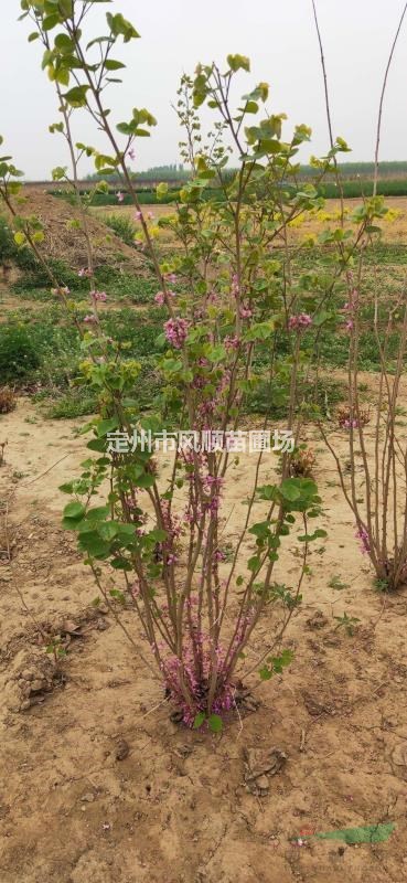 河北紫荊 叢生紫荊 紫荊價格 紫荊基地