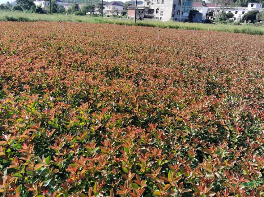 紅葉石楠小苗批發 江西紅葉石楠杯苗價格