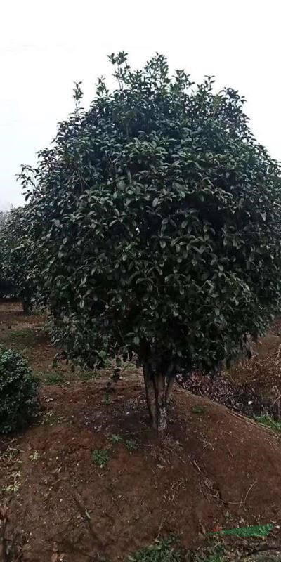 桂花