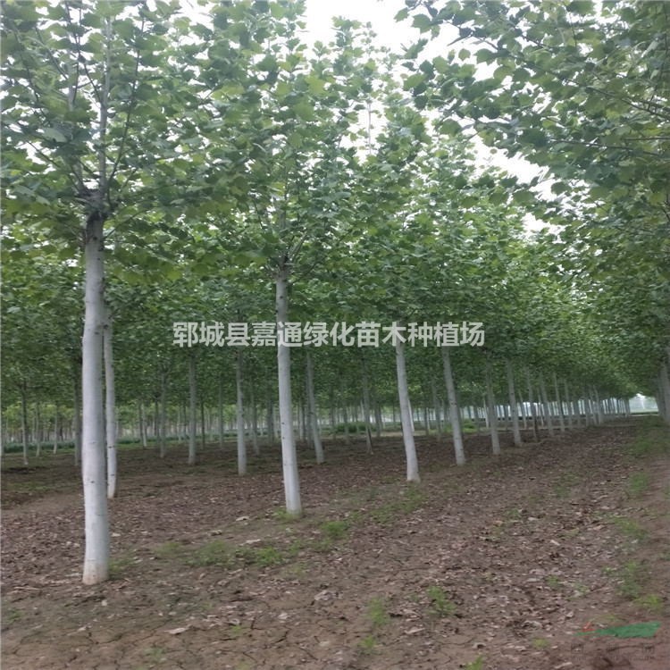 法桐13公分哪里有 13公分法桐價格多少 質量保證 無差價