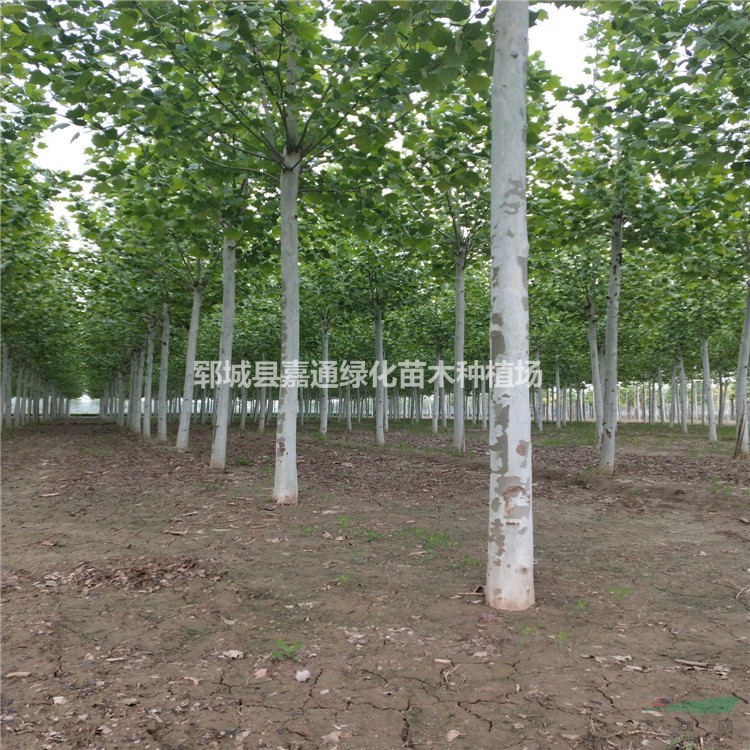 法桐13公分哪里有 13公分法桐價格多少 質量保證 無差價