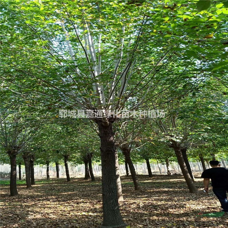 胸徑18CM白蠟什么價格 18CM白蠟基地 規(guī)格全 價格低