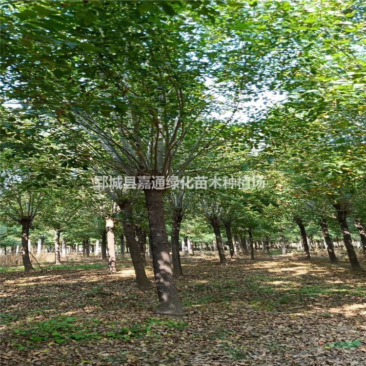 胸徑18CM白蠟什么價格 18CM白蠟基地 規(guī)格全 價格低