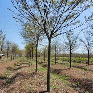櫸樹價格，櫸樹2-25公分基地直銷