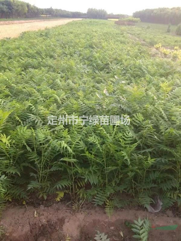 珍珠梅 叢生珍珠梅