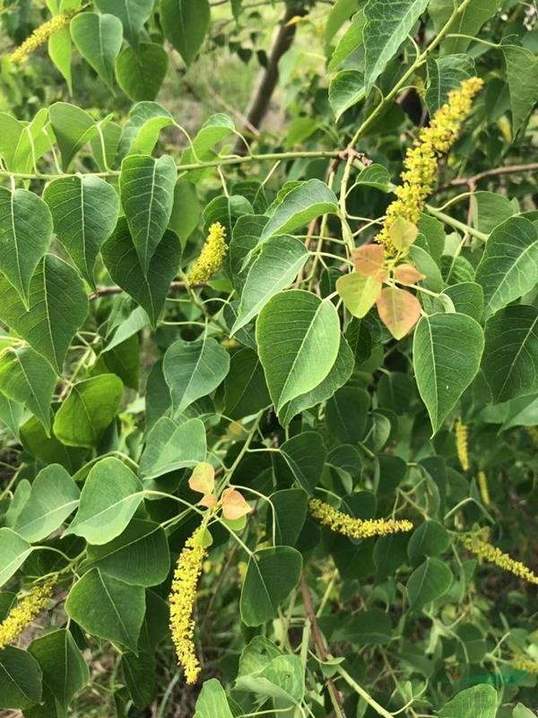 多用途彩叶国树银杏 槐树 乌桕种子发芽率好