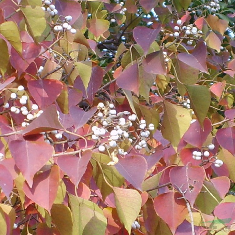 多用途彩叶国树银杏 槐树 乌桕种子发芽率好