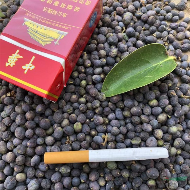 常年快递四季常青行道树高杆大叶女贞种子种苗好活实惠