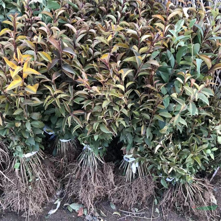 常年快递四季常青行道树高杆大叶女贞种子种苗好活实惠
