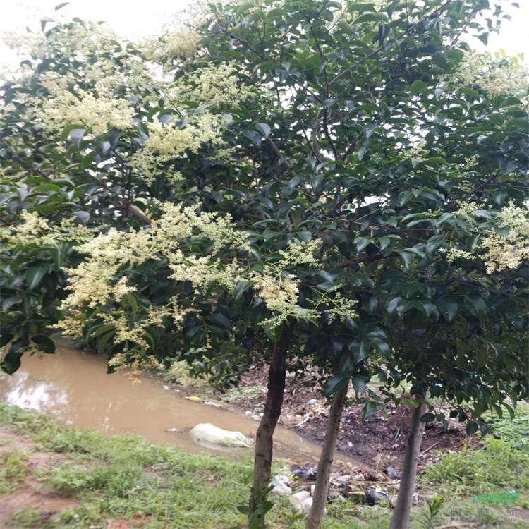 常年快递四季常青行道树高杆大叶女贞种子种苗好活实惠