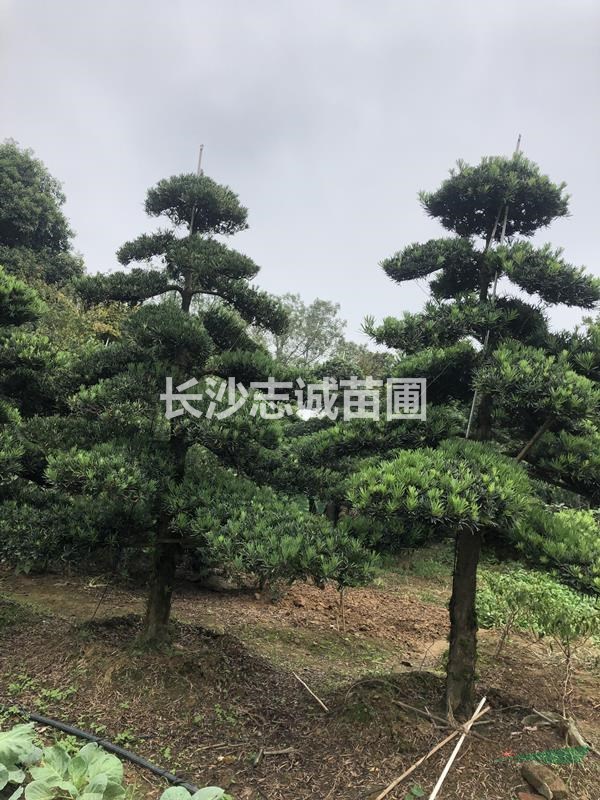 造型羅漢松-首選[志誠苗木] 基地-造型豐富_羅漢松盆景