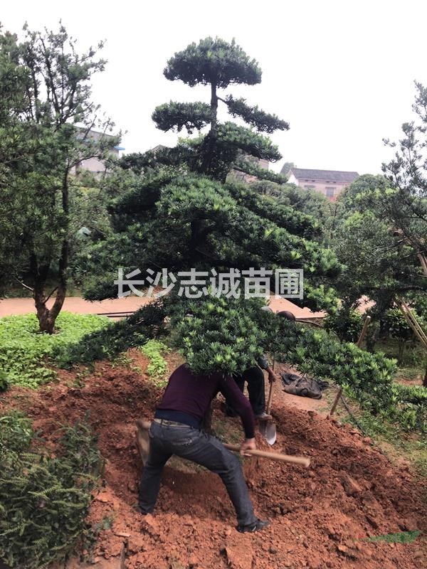 造型羅漢松-首選[志誠苗木] 基地-造型豐富_羅漢松盆景