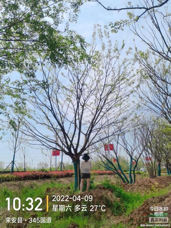 2022年安徽樸樹價(jià)格 滁州樸樹基地 樸樹農(nóng)戶新報(bào)價(jià)