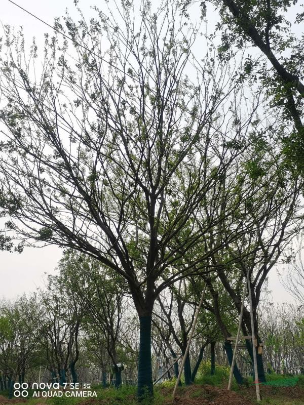 2022年安徽樸樹價(jià)格 滁州樸樹基地 樸樹農(nóng)戶新報(bào)價(jià)
