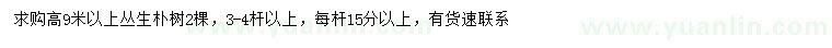 求購高9米以上叢生樸樹