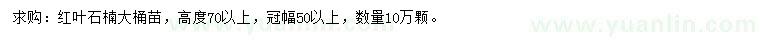 求購(gòu)高70公分以上紅葉石楠