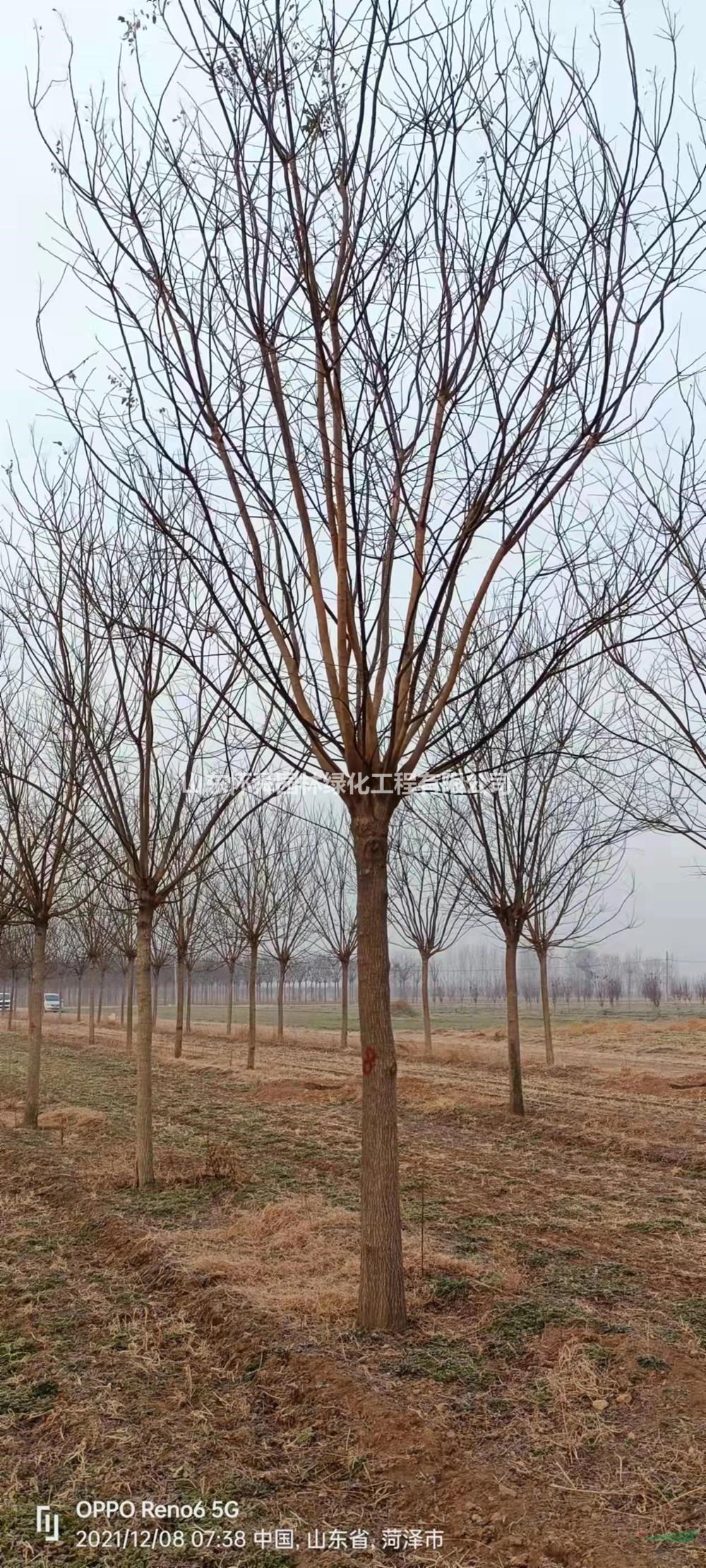 基地供應(yīng)12-20公分二次回剪國槐行情報價 大規(guī)格二次回剪國槐