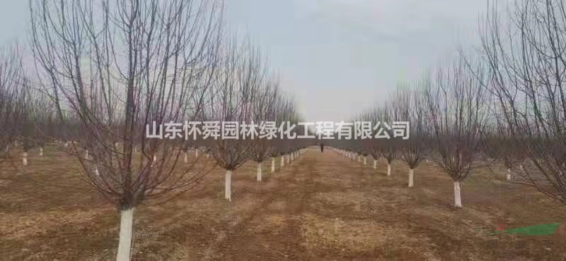 山東精品絢麗海棠 菏澤絢麗海棠優(yōu)質(zhì)供應(yīng)商 特價絢麗海棠供應(yīng)