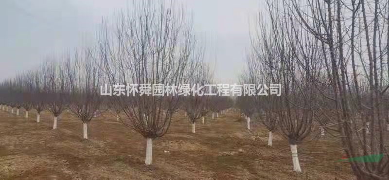 山東精品絢麗海棠 菏澤絢麗海棠優(yōu)質(zhì)供應(yīng)商 特價絢麗海棠供應(yīng)