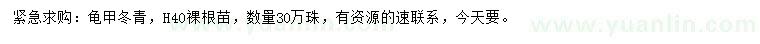 求購高40公分龜甲冬青