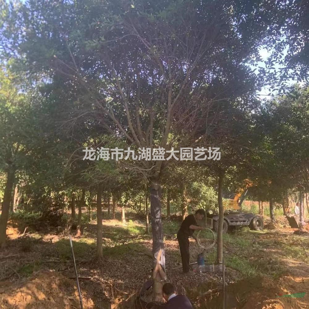 大小規(guī)格紅皮榕基地