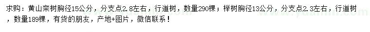 求購(gòu)胸徑15公分黃山欒樹、胸徑13公分櫸樹