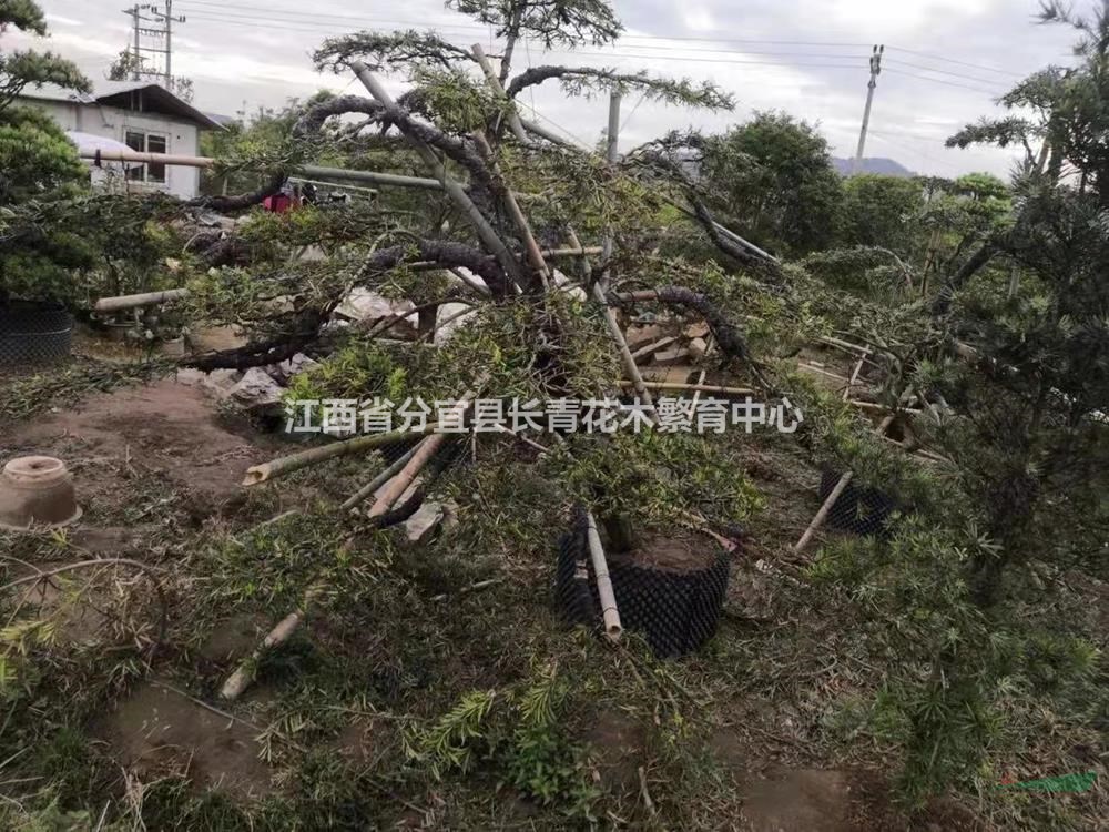 江西異形羅漢松基地  20-35公分異形羅漢松價(jià)格哪里好/哪家便宜