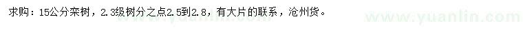 求購15公分欒樹