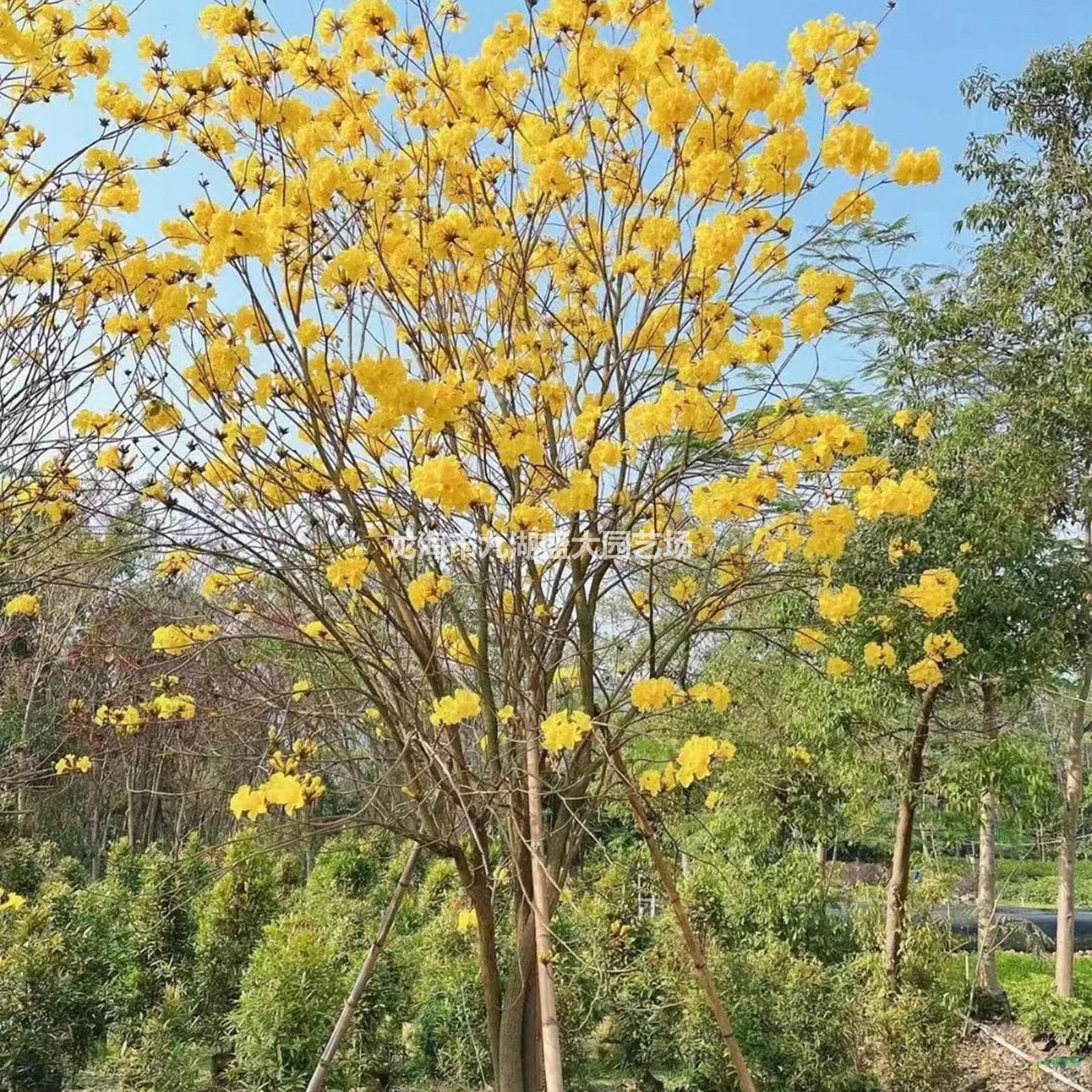 優(yōu)質(zhì)特價黃花風(fēng)鈴木產(chǎn)地直銷