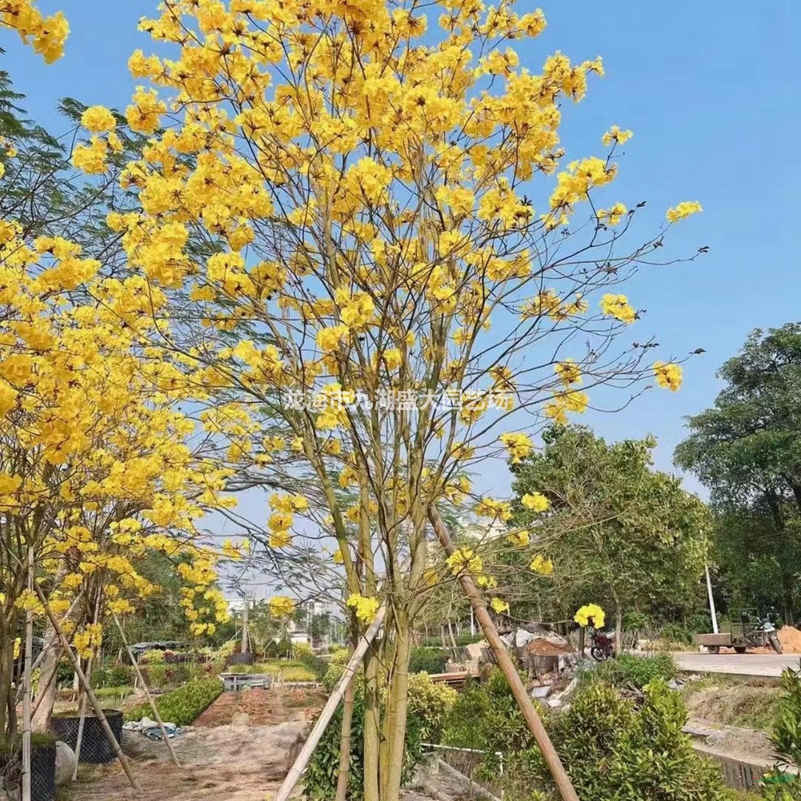 優(yōu)質(zhì)特價黃花風(fēng)鈴木產(chǎn)地直銷