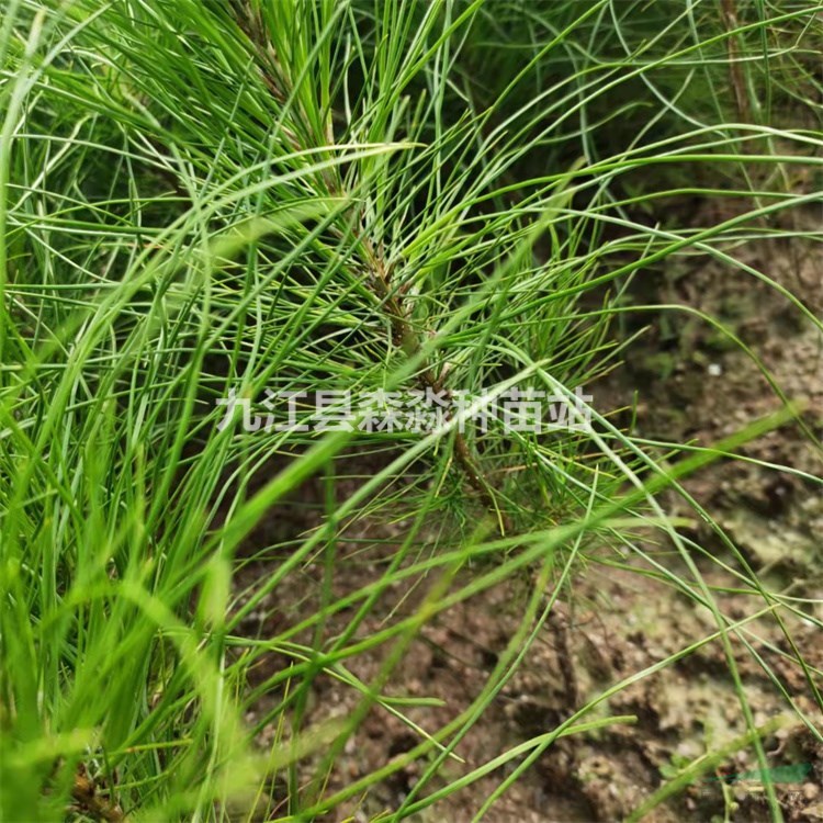 供应湿地松小苗湿地松杯苗复绿工程苗