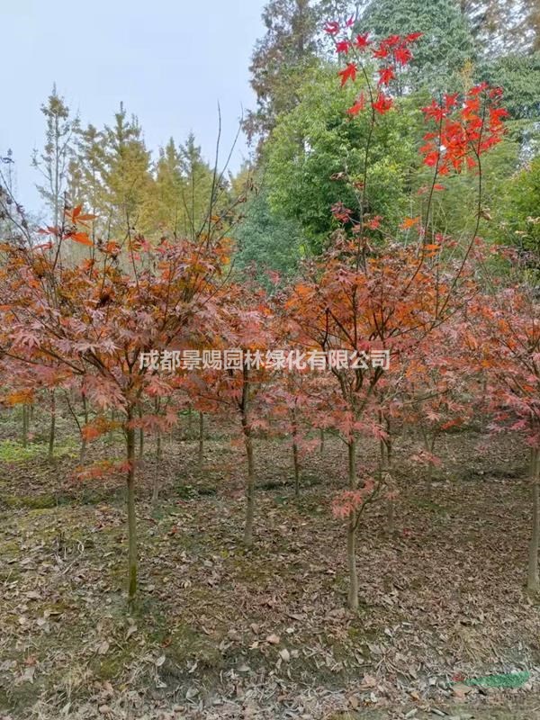 紅楓基地，日本紅楓，紅楓批發出售