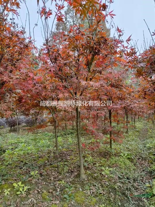 紅楓基地，日本紅楓，紅楓批發出售