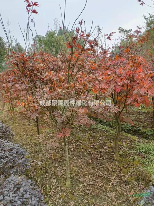 紅楓基地，日本紅楓，紅楓批發出售