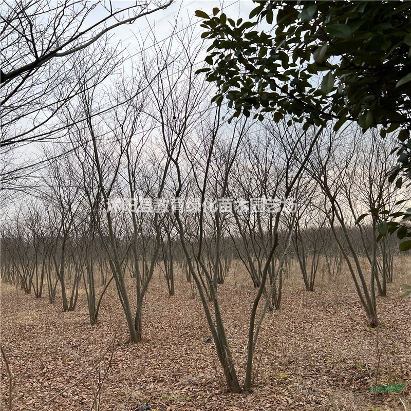 供應(yīng)叢生櫸樹，小區(qū)孤植叢生櫸樹價(jià)格
