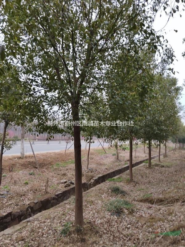 湖北荆州12公分香樟树
