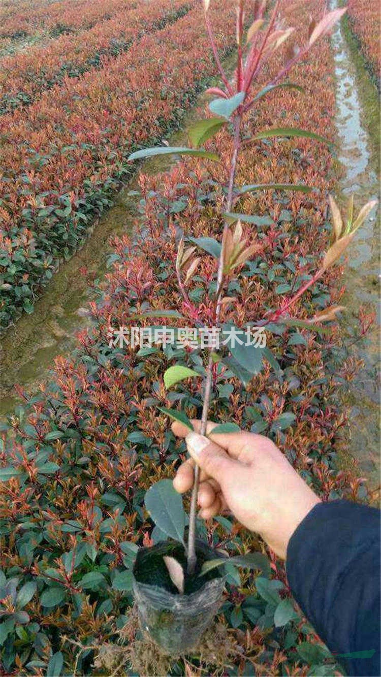 江苏供应红叶石楠球，红叶石楠树，红叶石楠杯苗，红叶石楠50公分高