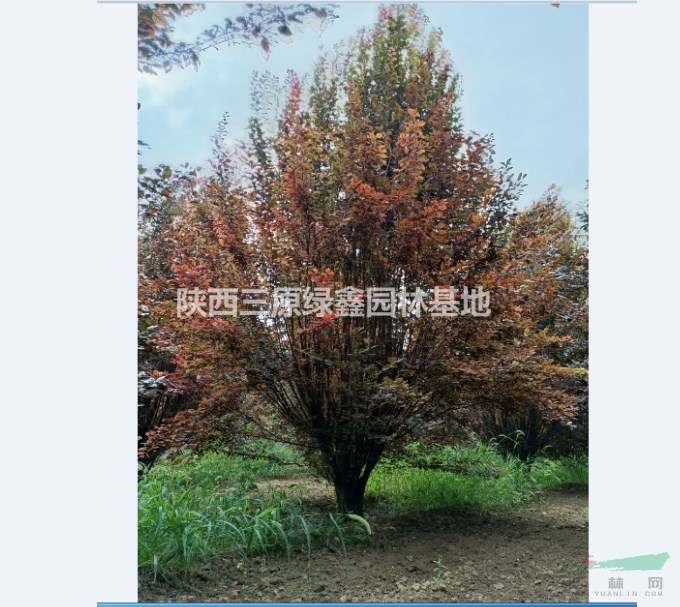 供應高度4-6米叢生紅葉李