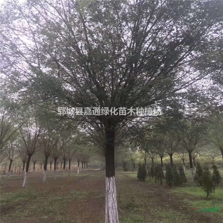 15公分國槐價(jià)格 18公分國槐報(bào)價(jià) 產(chǎn)地直銷-無中介