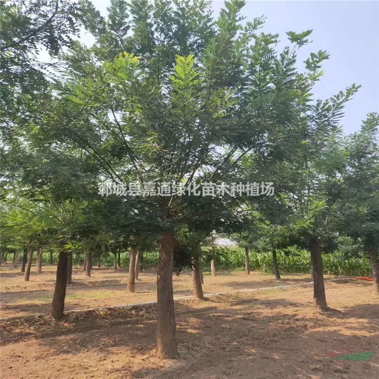 15公分國槐價(jià)格 18公分國槐報(bào)價(jià) 產(chǎn)地直銷-無中介