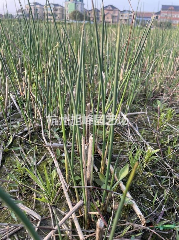 杭州蕭山供應(yīng)水蔥