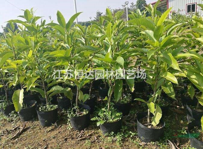 黃玉蘭-黃玉蘭圖片-黃玉蘭種植