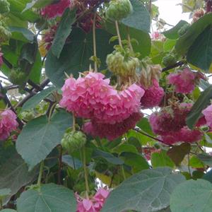  非洲芙蓉花 非洲木芙蓉 非洲芙蓉樹 別名 吊芙蓉 百鈴花 粉紅球 