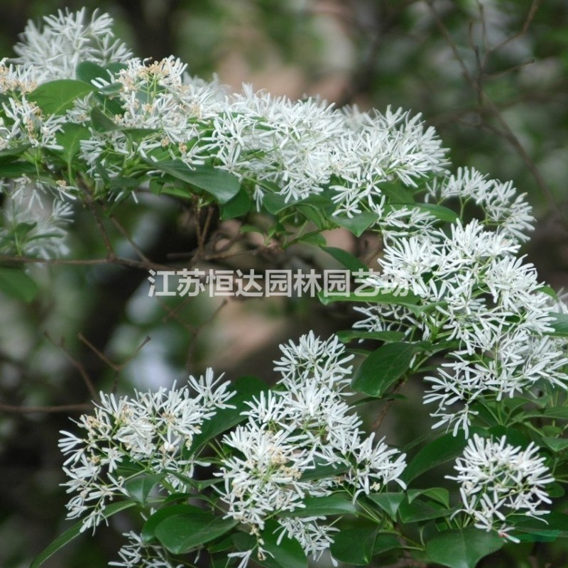 流蘇價(jià)格_流蘇圖片_流蘇產(chǎn)地_流蘇綠化苗木苗圃基地